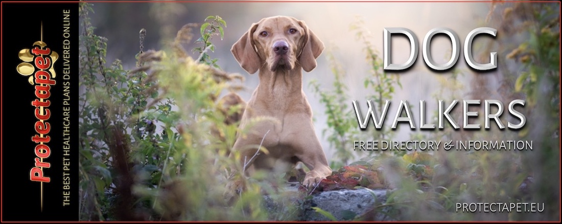 A LABRADOR DOG LOOKING THROUGH HIGH GRASS PROMOTING DOG WALKERS AND PET SITTERS IN SPAIN ON THE FREE PROTECTAPET DIRECTORY LISTING FOR DOG WALKERS IN SPAIN.